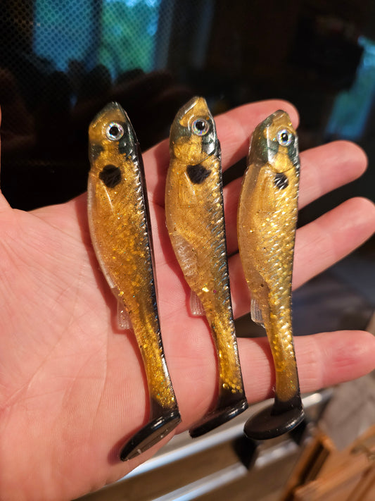 Golden shiner